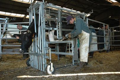 
						Corde. Les pareurs professionnels le savent : pour lever les pattes avant dans une cage motorisée, il faut impérativement, si on utilise une corde, la placer au niveau du pâturon et surtout pas à mi-canon.
							© jm.vocoret